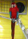 Red Parrot